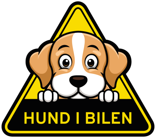 hund i bil beagle