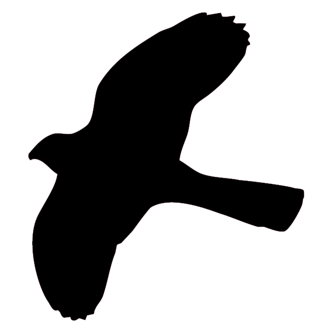 Fugl spurvehøg. Skåret i skilte folie