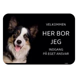 Her bor jeg skilt hund Border collie