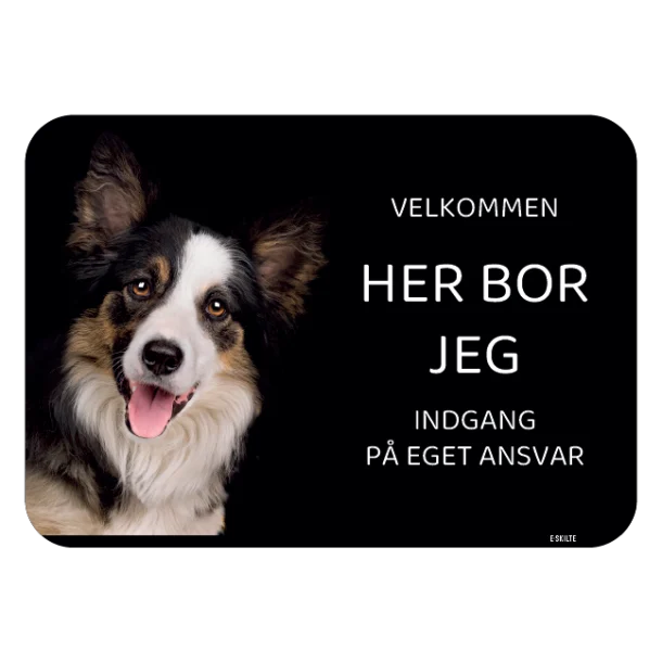 Her bor jeg skilt hund Border collie