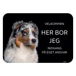 Her bor jeg skilt hund Australian shepherd