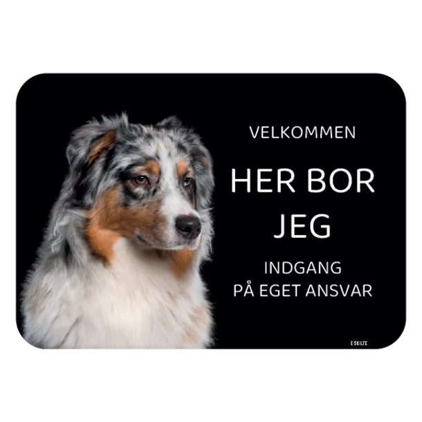 Her bor jeg skilt hund Australian shepherd