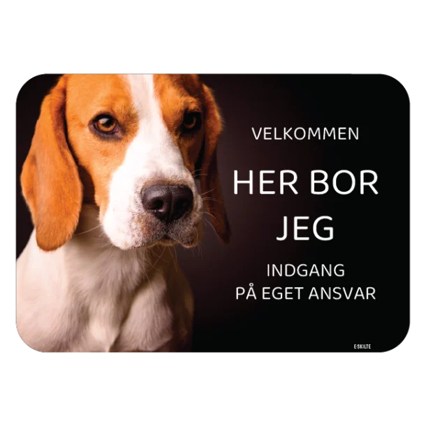 Her bor jeg skilt hund Beagle