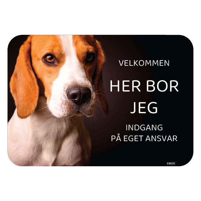 Her bor jeg skilt hund Beagle