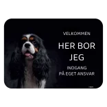 Her bor jeg skilt hund Cavalier king charles spaniel