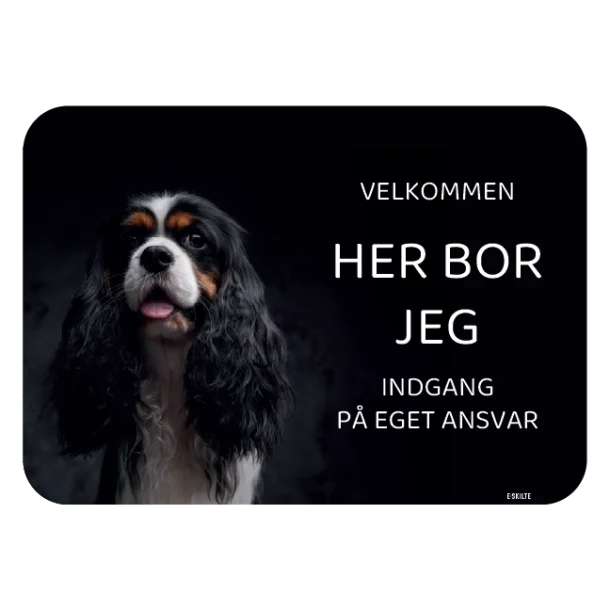 Her bor jeg skilt hund Cavalier king charles spaniel