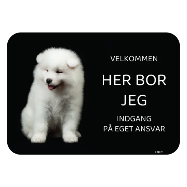 Her bor jeg skilt hund Samoyed