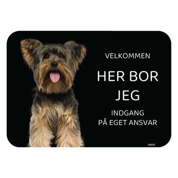 Her bor jeg skilt hund Yorkshire terrier