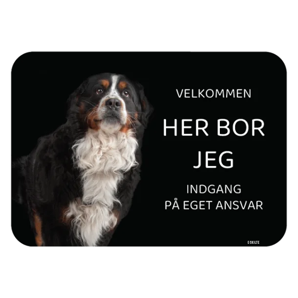 Her bor jeg skilt hund Berner sennen