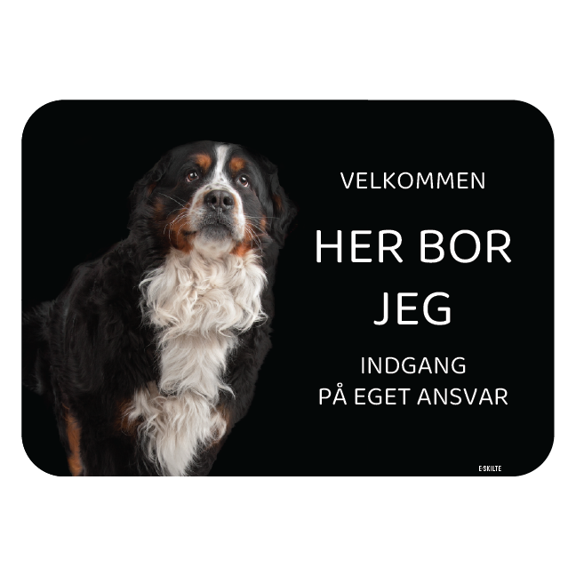 Her bor jeg skilt hund Berner sennen