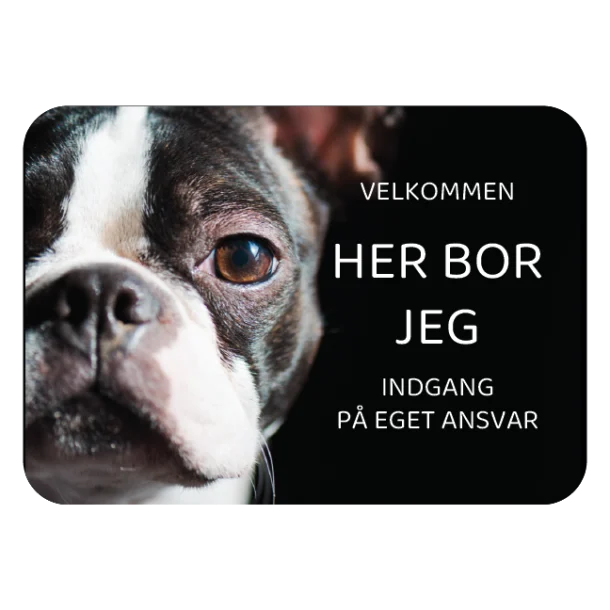 Her bor jeg skilt hund Boston terrier