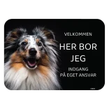 Her bor jeg skilt hund Shetland sheepdog Sheltie