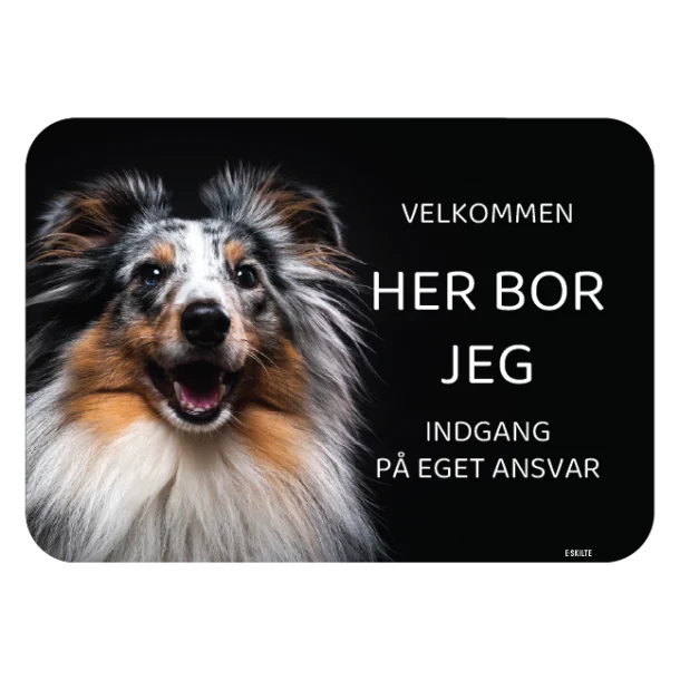 Her bor jeg skilt hund Shetland sheepdog Sheltie