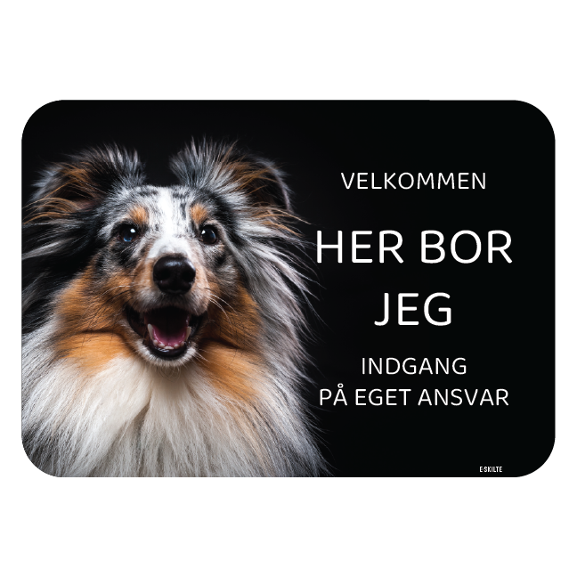 Her bor jeg skilt hund Shetland sheepdog Sheltie