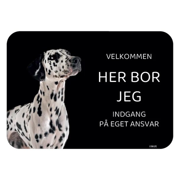 Her bor jeg skilt hund Dalmatiner