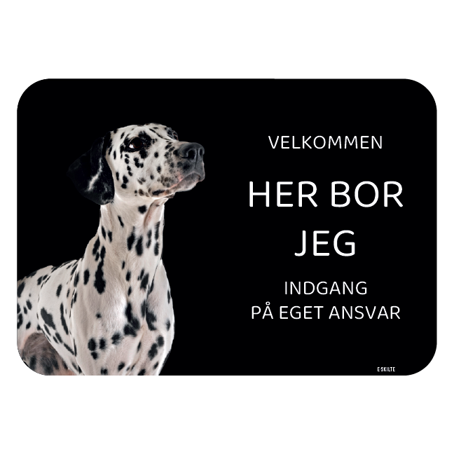 Her bor jeg skilt hund Dalmatiner